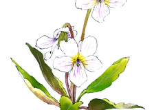 スミレ_20171024_02s