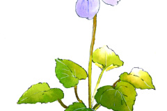 スミレ_20171024_03s