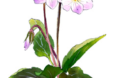 スミレ_20171024_04s