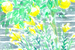 1505_檸檬と窓辺_補正s