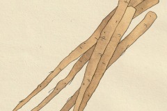 ゴボウ_着彩2_20220729_0001s